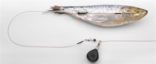 0001_Spro_Dead_Bait_Bottom_Rig_[Spro].jpg